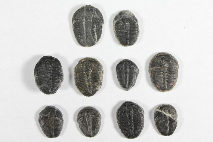Lot: / Elrathia Trilobites - Pieces #92015